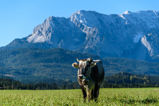 Alpenkuh vor Bergpanorama von Wallgau (Oberbayern)
