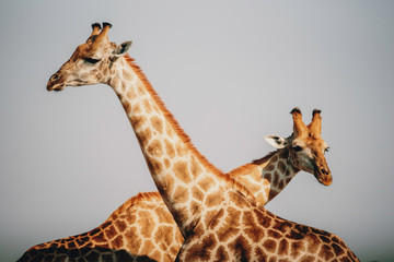 Obraz premium Close up von zwei Giraffen mit gekreuzten Hälsen, Botswana