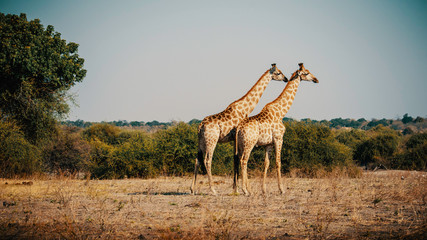 Zwei Giraffen in die Ebene schauend, Chobe Flood Plains, Botswana
