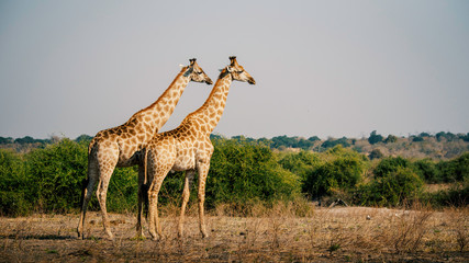 Naklejka na ściany i meble Zwei Giraffen in die Ebene schauend, Chobe Flood Plains, Botswana