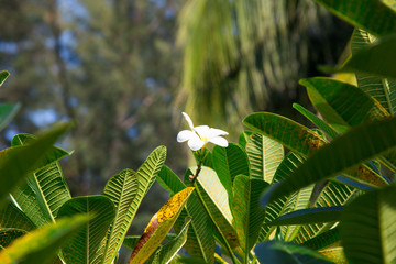 Plumeria flowers are white and yellow are Blossoming on tree. Natural background. Background for...