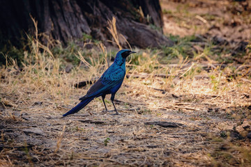 Riesenglanzstar (Lamprotornis australis) auf dem Boden, Khwai North Gate, Moremi National Park, Okavango Delta, Botswana