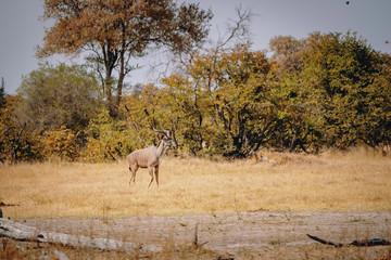 Naklejka premium Männlicher großer Gudu im Gras vor dem Busch stehend, Khwai North Gate, Moremi National Park, Okavango Delta, Botswana