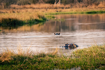 Zwei Flusspferde im Wasser, Khwai North Gate, Moremi National Park, Okavango Delta, Botswana