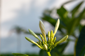 Fototapeta na wymiar Plumeria flowers are white and yellow are Blossoming on tree. Natural background. Background for social networks. Natural spring background.