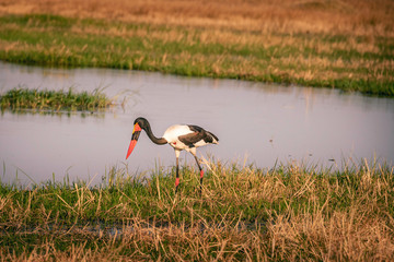 Sattelstorch durch das Überschwemmungsgebiet schreitend  in der Abendsonne, Moremi Nationalpark, Okavango Delta, Botswana