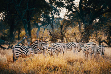 Gruppe Zebras in einem lichten Wald im Moremi National Park bei Sonnenuntergang, Okavango Delta,...