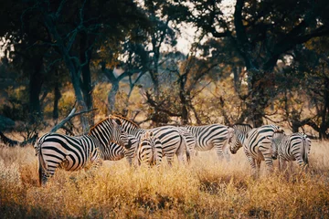 Foto op Aluminium Gruppe Zebras in einem lichten Wald im Moremi National Park bei Sonnenuntergang, Okavango Delta, Botswana © Michael