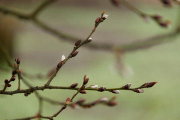 White velvet buds on a winter branch