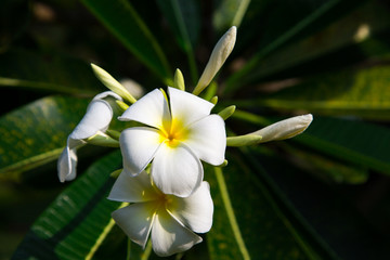 Plumeria flowers are white and yellow are Blossoming on tree. Natural background. Background for social networks. Natural spring background.