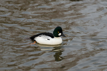 Ornamental duck on lake at Slimbridge