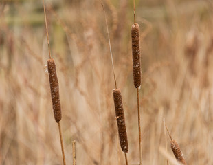 Bullrushes and reed in wetlands