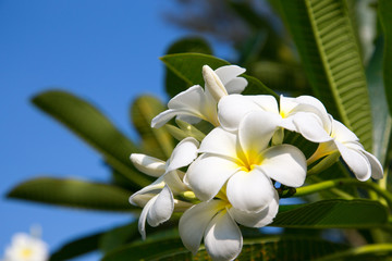 Plumeria flowers are white and yellow are Blossoming on tree. Natural background. Background for social networks. Natural spring background.
