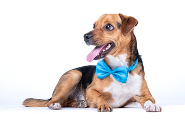 dog sitting on the ground looking up with a blue bow tie
