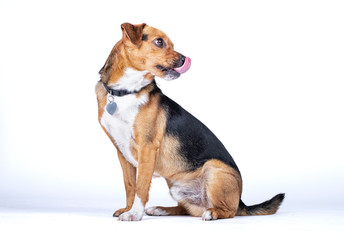 Obraz premium dog posing looking to the side and sticking out his tongue