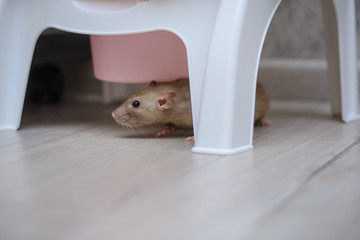 cute brown rat dumbo walking and sniffing around the house or apartment.