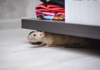 338 554 Rodent Wall Murals Canvas Prints Stickers Wallsheaven