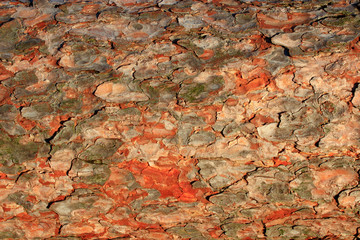 Texture from pine bark on tree trunk
