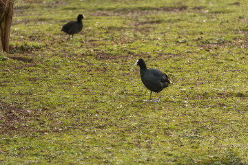 Moorhens on grassland