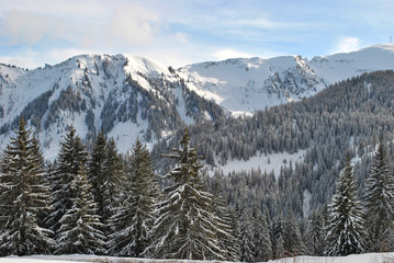 Winter forest in the Alps in France