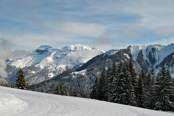Winter forest in the Alps in France