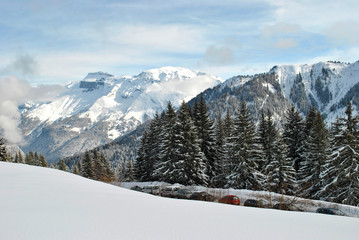 Winter forest in the Alps in France