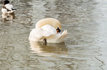 Preening swan Slimbridge