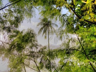 Fototapeta premium Nature in Tahiti. French Polynesia