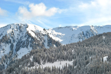 Winter forest in the Alps in France