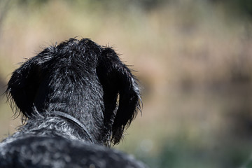 Deutsch Drahthaar Jagdhund auf der Pirsch von hinten 