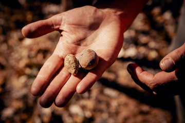 close up von der Hand eines Buschmannes, der zwei Mongongo-Nüsse anbietet, Grashoek, Namibia 
