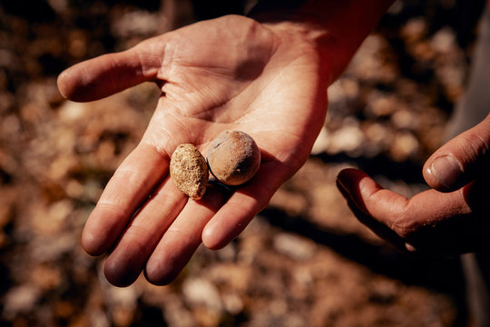 close up von der Hand eines Buschmannes, der zwei Mongongo-N&uuml;sse anbietet, Grashoek, Namibia 
