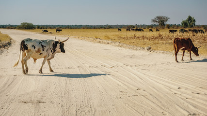 Kühe überqueren eine Sandpiste in der Nähe eines afrikanischen Runddorfes (Kraal), Rundu, Namibia