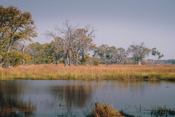 Sumpflandschaft im Moremi National Park, Okavango Delta, Botswana
