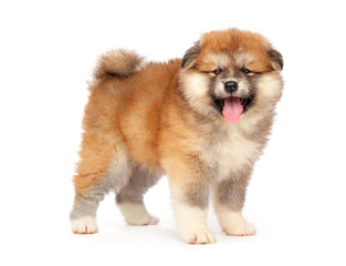Obraz premium Akita Inu puppy dog on white background
