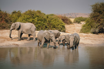 Gruppe Elefanten am Wasserloch laufend in der Nähe von Savuti, Chobe National Park, Botswana 
