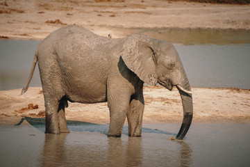 Einzelner Elefanten am Wasserloch in der Nähe von Savuti, Chobe National Park, Botswana 