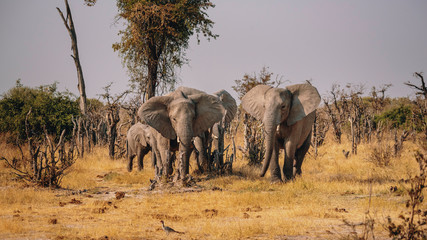 Fototapeta na wymiar Gruppe Elefanten aus dem Busch kommend in der Nähe von Savuti, Chobe National Park, Botswana 