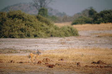 Fototapeta na wymiar Schabrackenschakal in der Savanne in der Nähe von Savuti, Chobe National Park, Botswana 