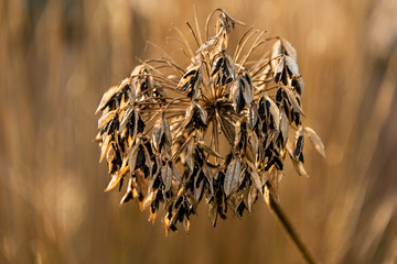 Agapanthus seed head