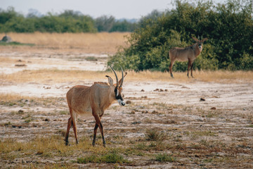 Zwei Pferdeantilopen im Grasland des Chobe National Parks in der Nähe von Savuti, Botswana