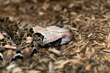 Close up of a Gaboon Viper
