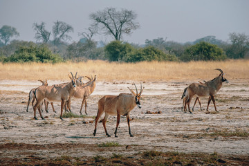 Gruppe Pferdeantilopen im Grasland des Chobe National Parks in der Nähe von Savuti, Botswana
