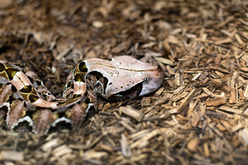 Close up of a Gaboon Viper