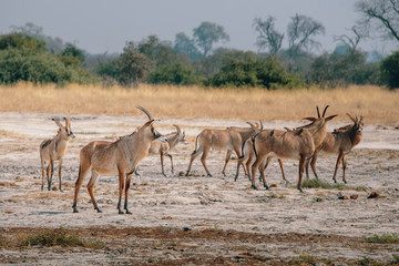 Gruppe Pferdeantilopen im Grasland des Chobe National Parks in der Nähe von Savuti, Botswana