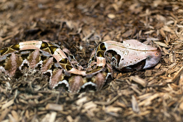 Close up of a Gaboon Viper