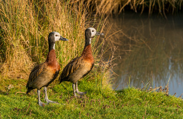 Two decorative geese by a lake