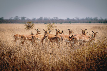 Group of Impala antelopes standing in the high grass of Chobe National Park, Botswana