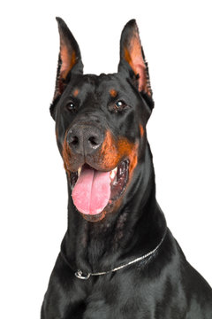 Doberman Isolated On White Background