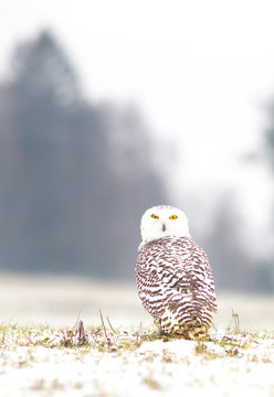 View of a young female of a snowy owl with dark spots of its plumage standing on the meadow covered with snow